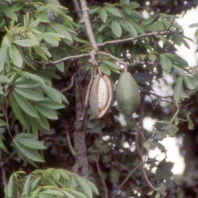 Inside the kapok fruit (Source: http://www.feedipedia.org/node/48)